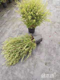 高度60厘米澳洲茶