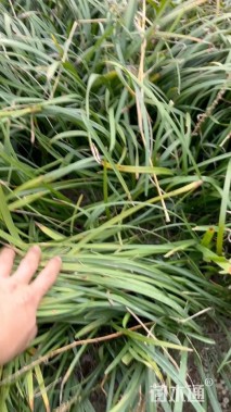 高度30厘米兰花