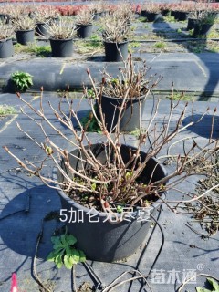 高度40厘米八仙花