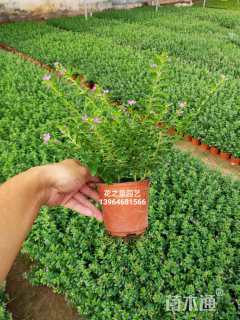 高度20厘米萼距花