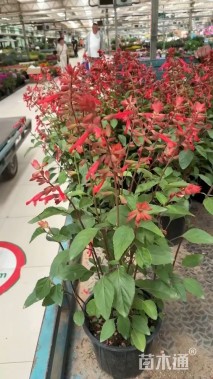 高度30厘米鼠尾草