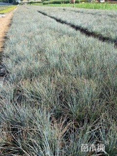 容器苗蓝羊茅