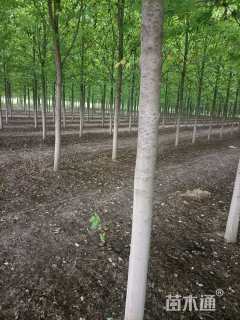 13公分美国红枫