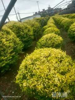 冠幅120厘米金冠女贞球