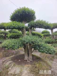 10公分造型小叶女贞