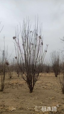 高度400厘米丛生暴马丁香