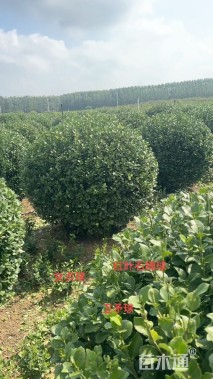 冠幅150厘米卫矛球