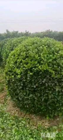 冠幅80厘米胶东卫矛球