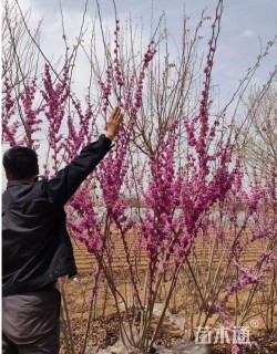 高度50厘米丛生紫荆