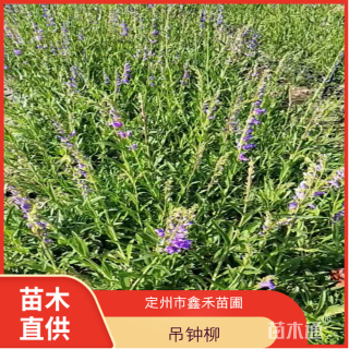 高度30厘米吊钟柳