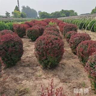 高度50厘米红叶小