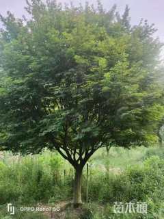 10公分日本红枫