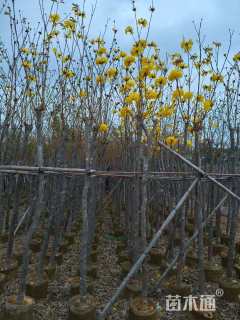 5公分黄花风铃木