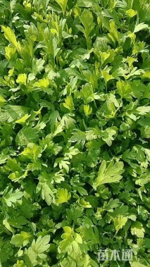 高度10厘米冰岛虞美人