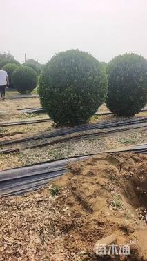 高度180厘米大叶黄杨