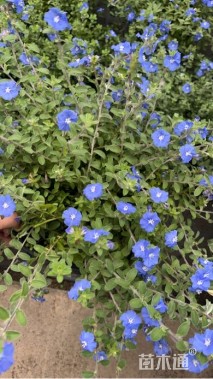 高度35厘米蓝星花