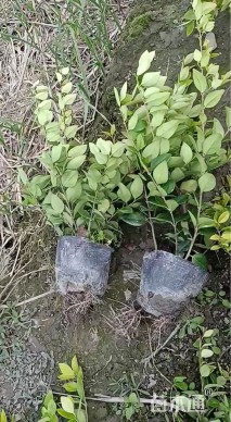 高度25厘米金森女贞