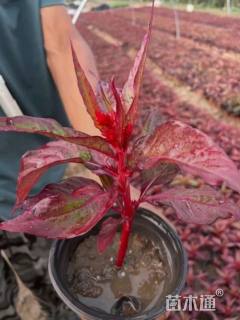 高度20厘米一支笔