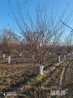 高度500厘米丛生紫叶李