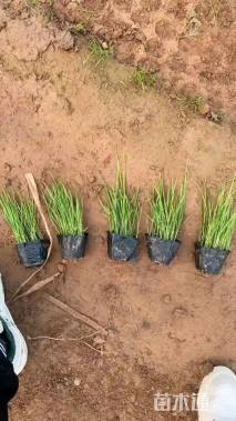 高度20厘米狼尾草