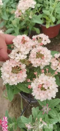 高度15厘米美女樱