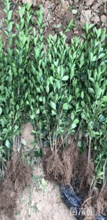 高度60厘米大叶黄杨