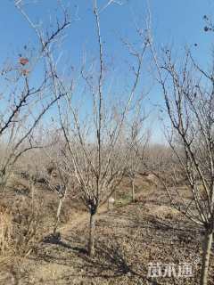 高度220厘米紫荆