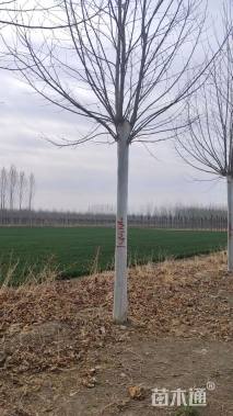 22公分速生法桐