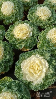 高度15厘米羽衣甘蓝