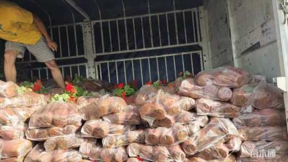 高度25厘米天竺葵