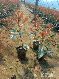 高度40厘米红叶石楠小苗