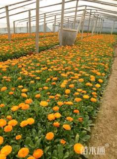 高度15厘米金盏菊