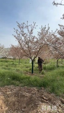14公分染井吉野樱