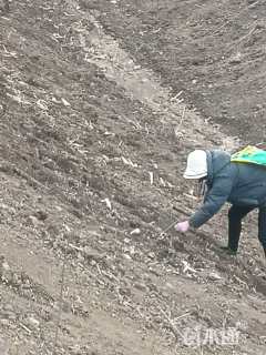 高度50厘米紫穗槐