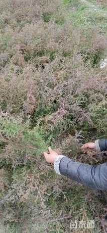 高度20厘米柏木