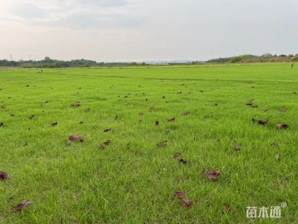 草块状百慕大草