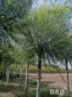 15公分垂柳
