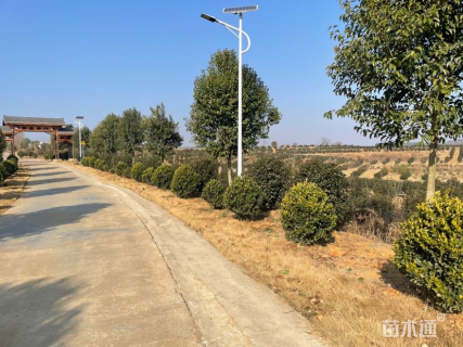 冠幅80厘米金森女贞球