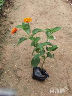 高度19厘米马缨丹