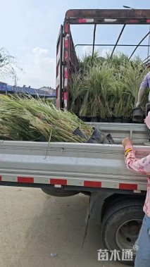 高度1.8厘米花叶芒