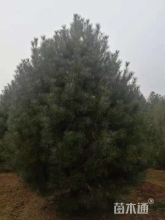 高度450厘米白皮松