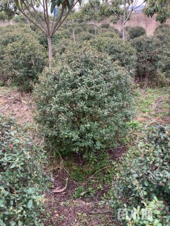 冠幅100厘米火棘球