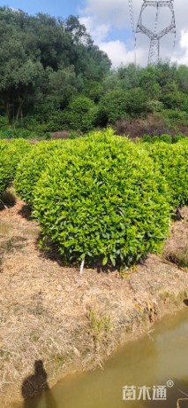 高度120厘米非洲茉莉