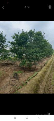 高度600厘米丛生紫薇