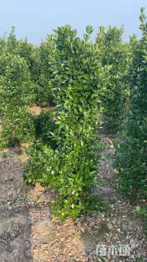 高度120厘米大叶黄杨柱