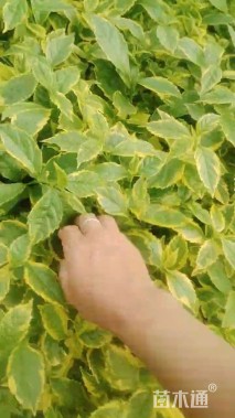 高度30厘米金边假连翘