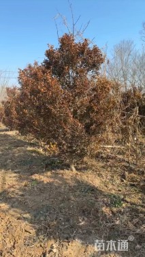 高度150厘米黄杨