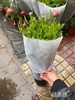 高度20厘米蜡菊
