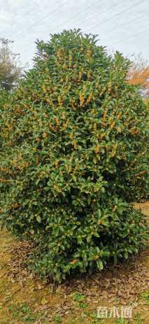 高度400厘米丛生桂花
