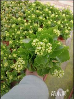 高度35厘米长寿花